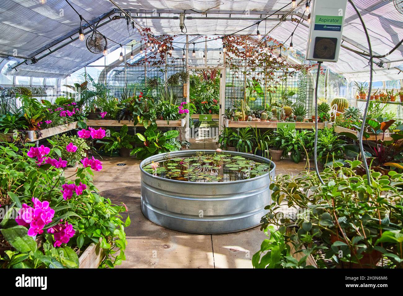 Greenhouse interior with beautiful lily pad pond surrounded by plants Stock Photo