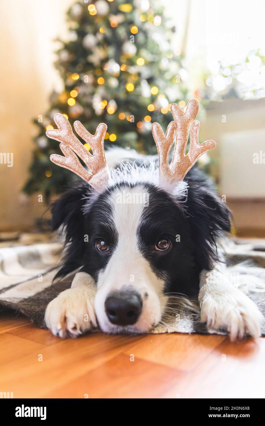 cute puppy christmas outfits