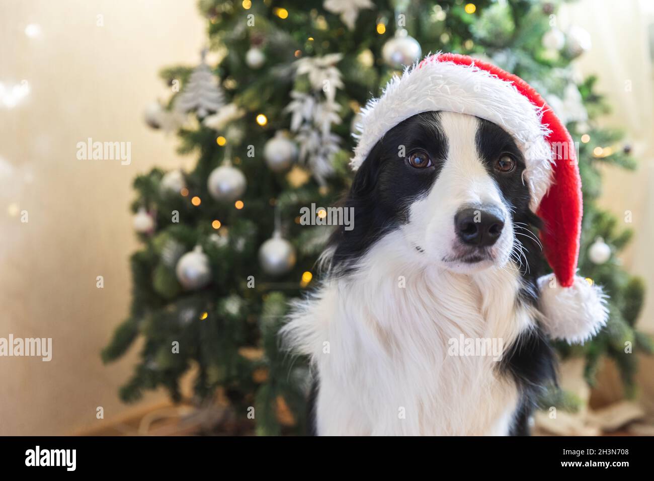 cute puppy christmas outfits