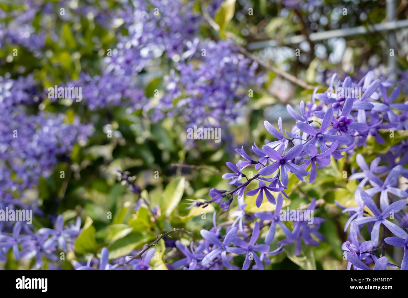 Sandpaper vine flowers hi res stock photography and images Alamy