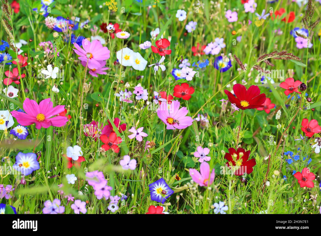 Colorful flower meadow in the primary color green with different wild flowers. Stock Photo