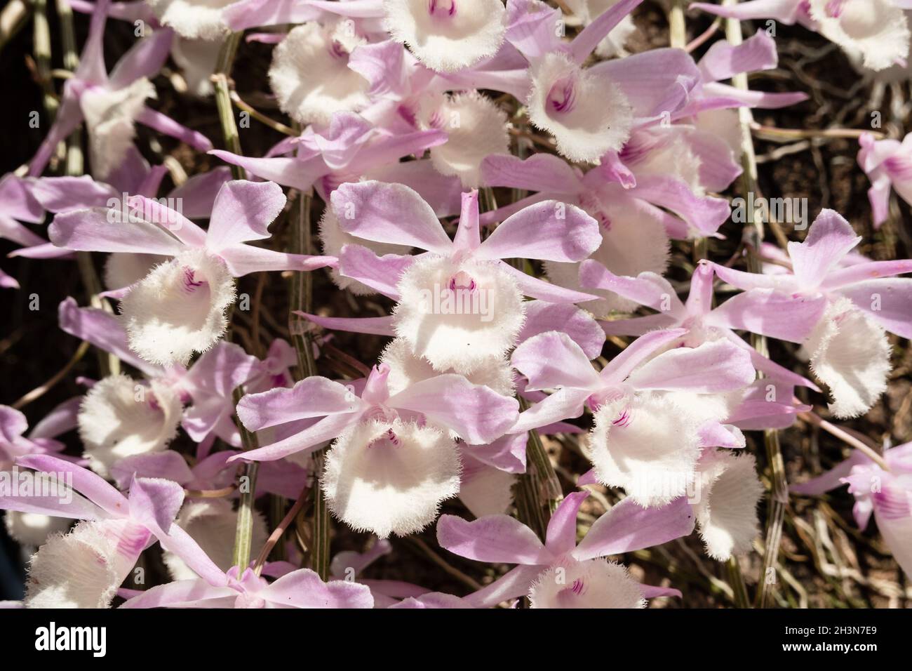 Pink dendrobium flowers blooming Stock Photo