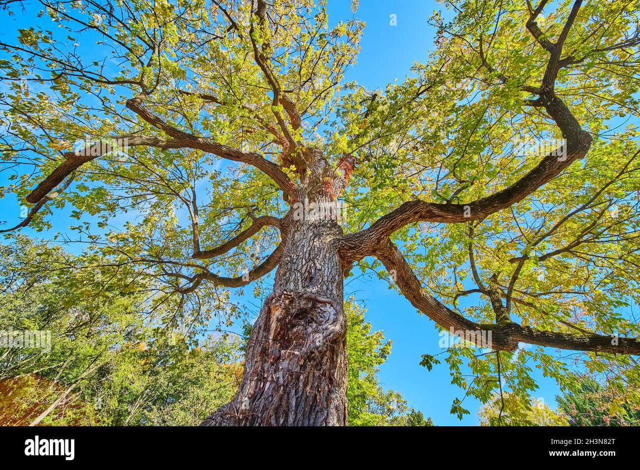 Looking up at large ancient tree with thick bark Stock Photo