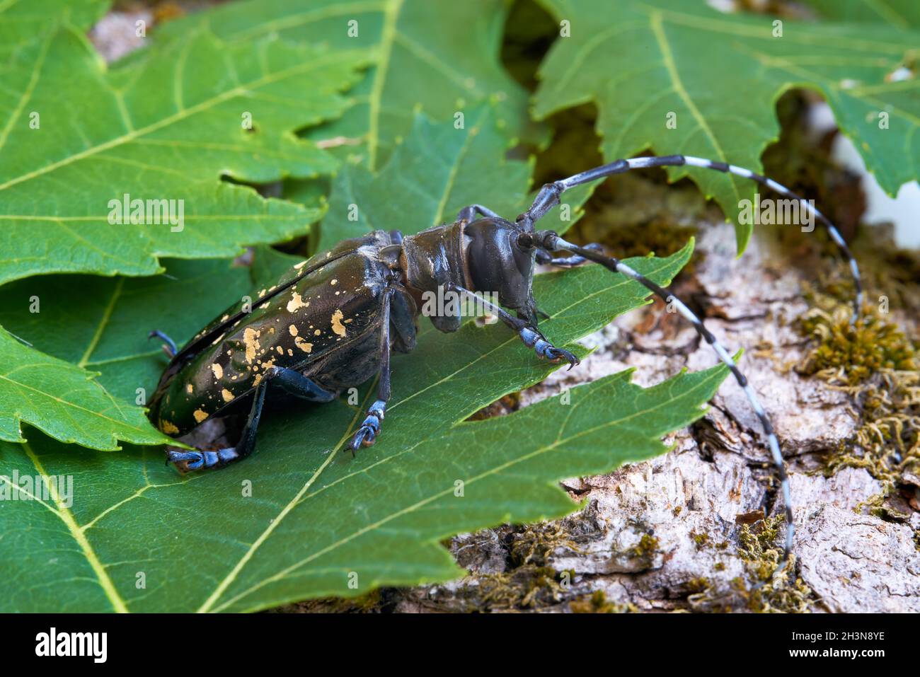 Asian longhorn beetle (Anoplophora glabripennis) with rare yellowing of the points in Magdeburg Stock Photo