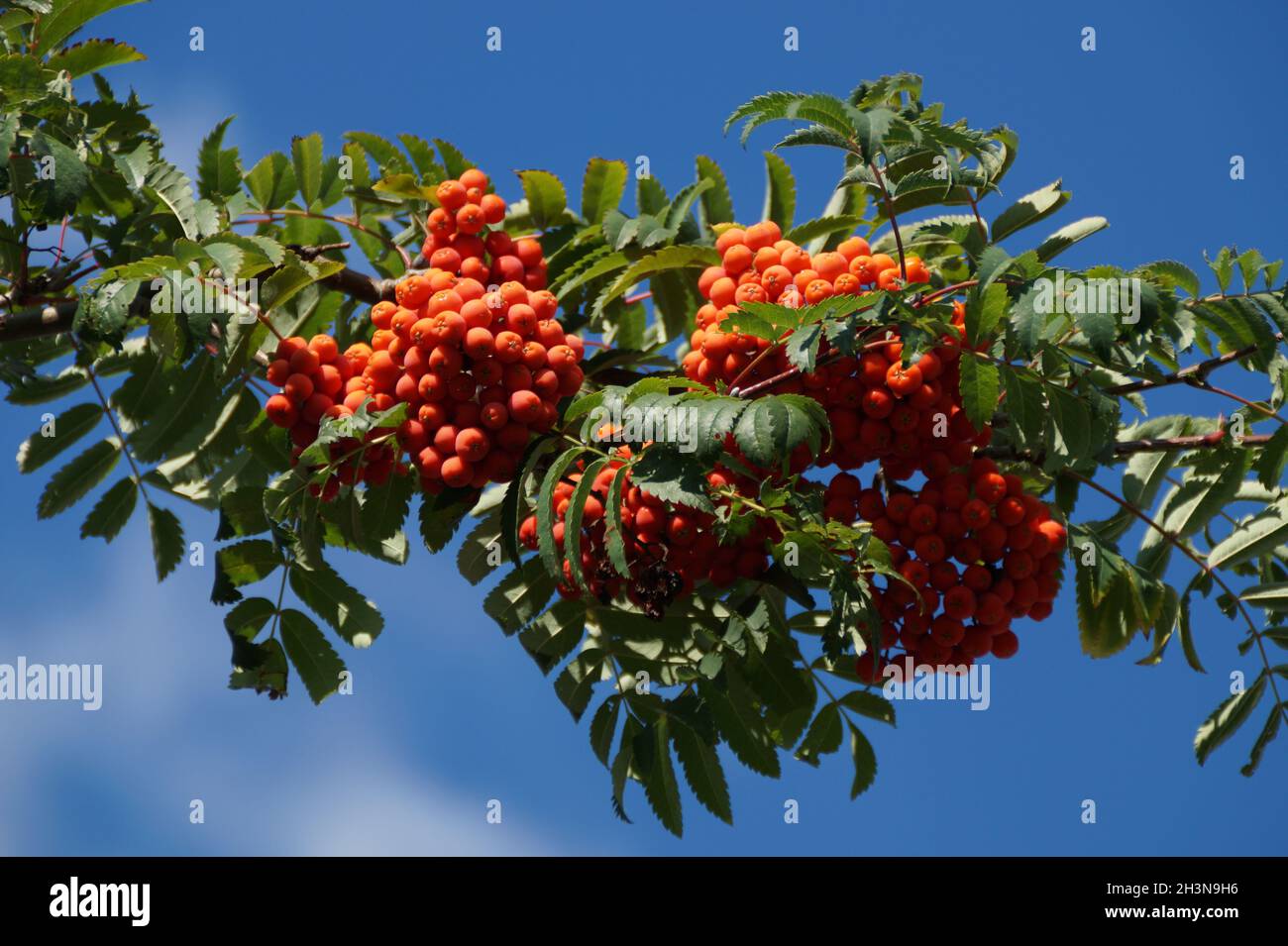 Beautiful ripe red rowan against the blue sky Stock Photo