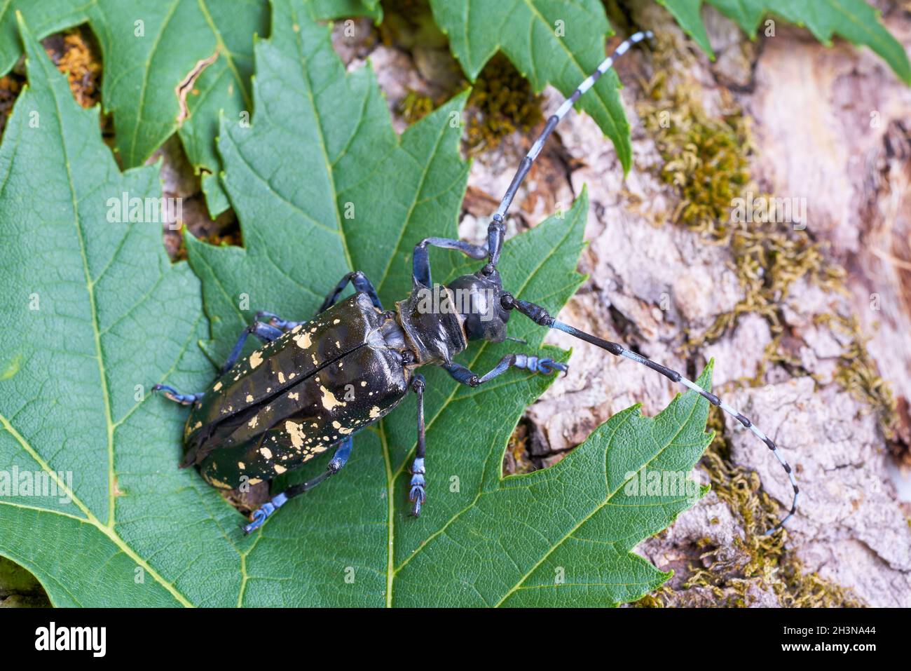 Asian longhorn beetle (Anoplophora glabripennis) with rare yellowing of the points Stock Photo