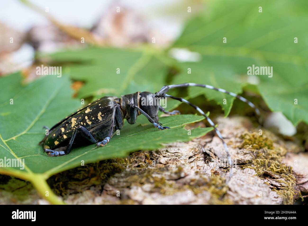 Asian longhorn beetle (Anoplophora glabripennis) with rare yellowing of the points Stock Photo