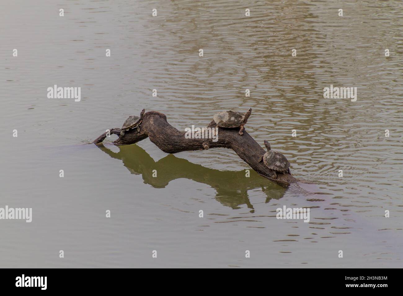 Turtles in Kaziranga national park, India Stock Photo
