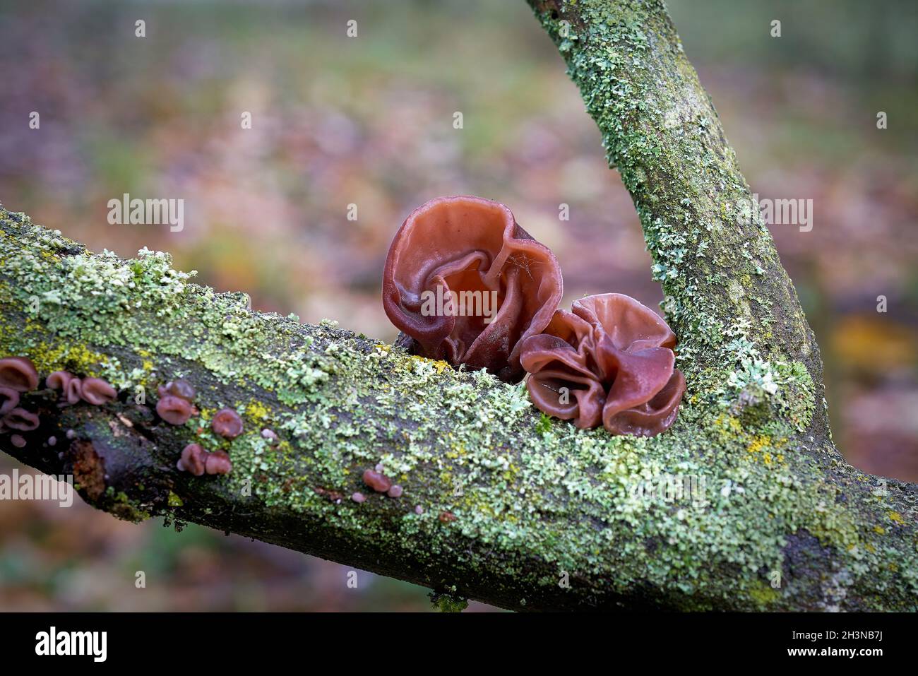 Judas ear (Auricularia auricula-judae) in autumn on a dead tree trunk in the forest Stock Photo