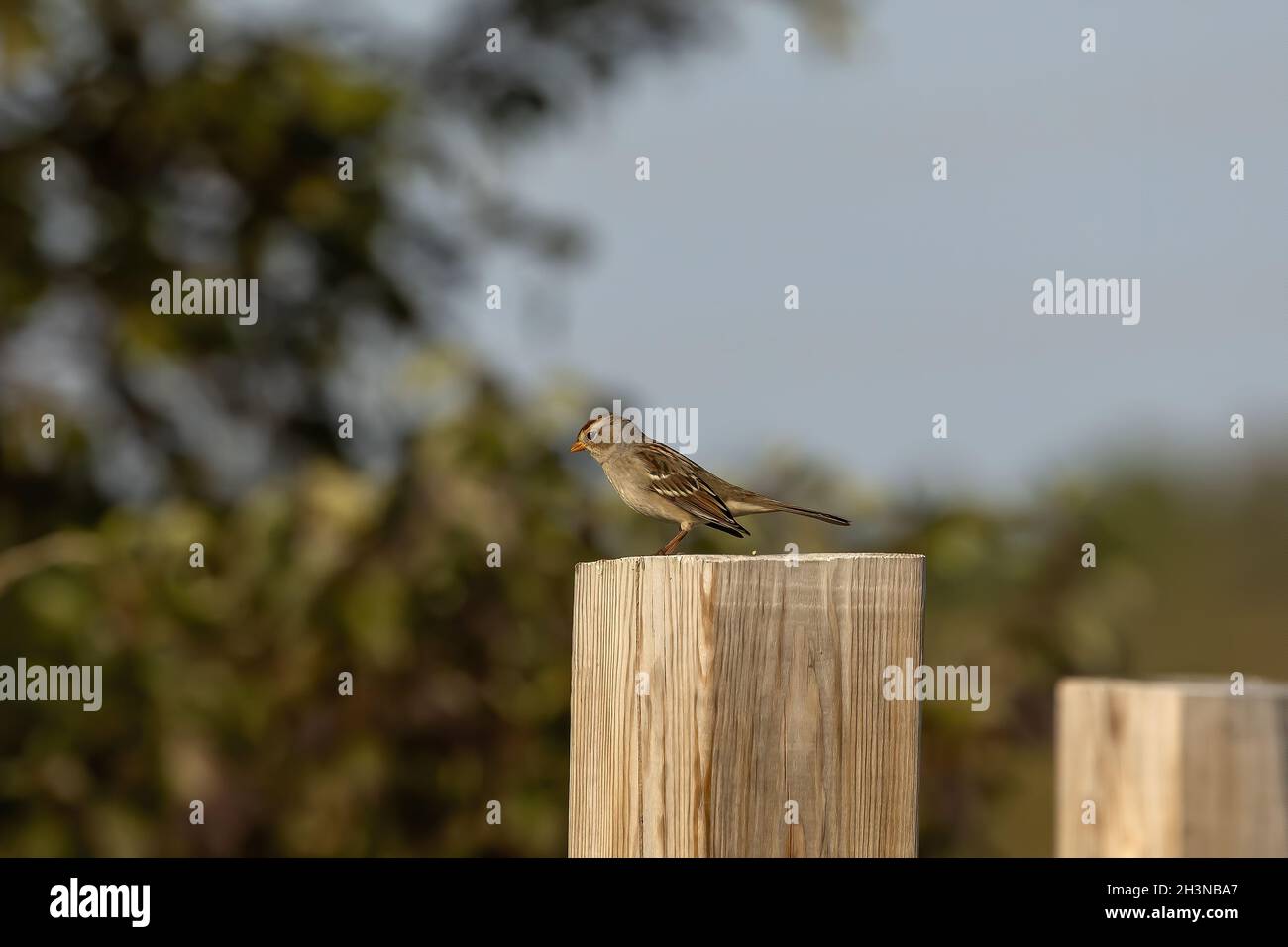 The warbler sitting on a garden pillar Stock Photo