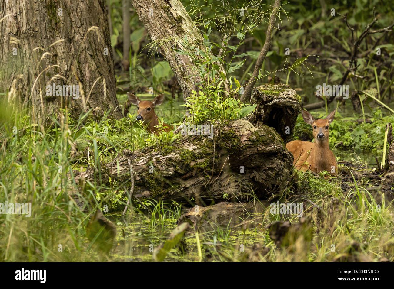 The White-tailed deer. Natural scene from Wisconsin state forest. Stock Photo