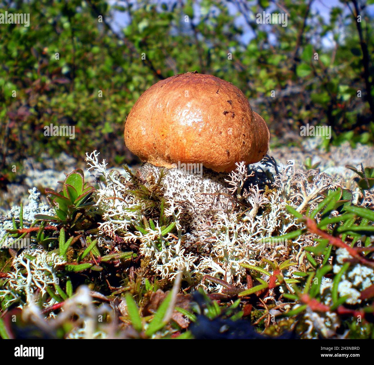 Large mushrooms in the grass in taiga forest. Stock Photo