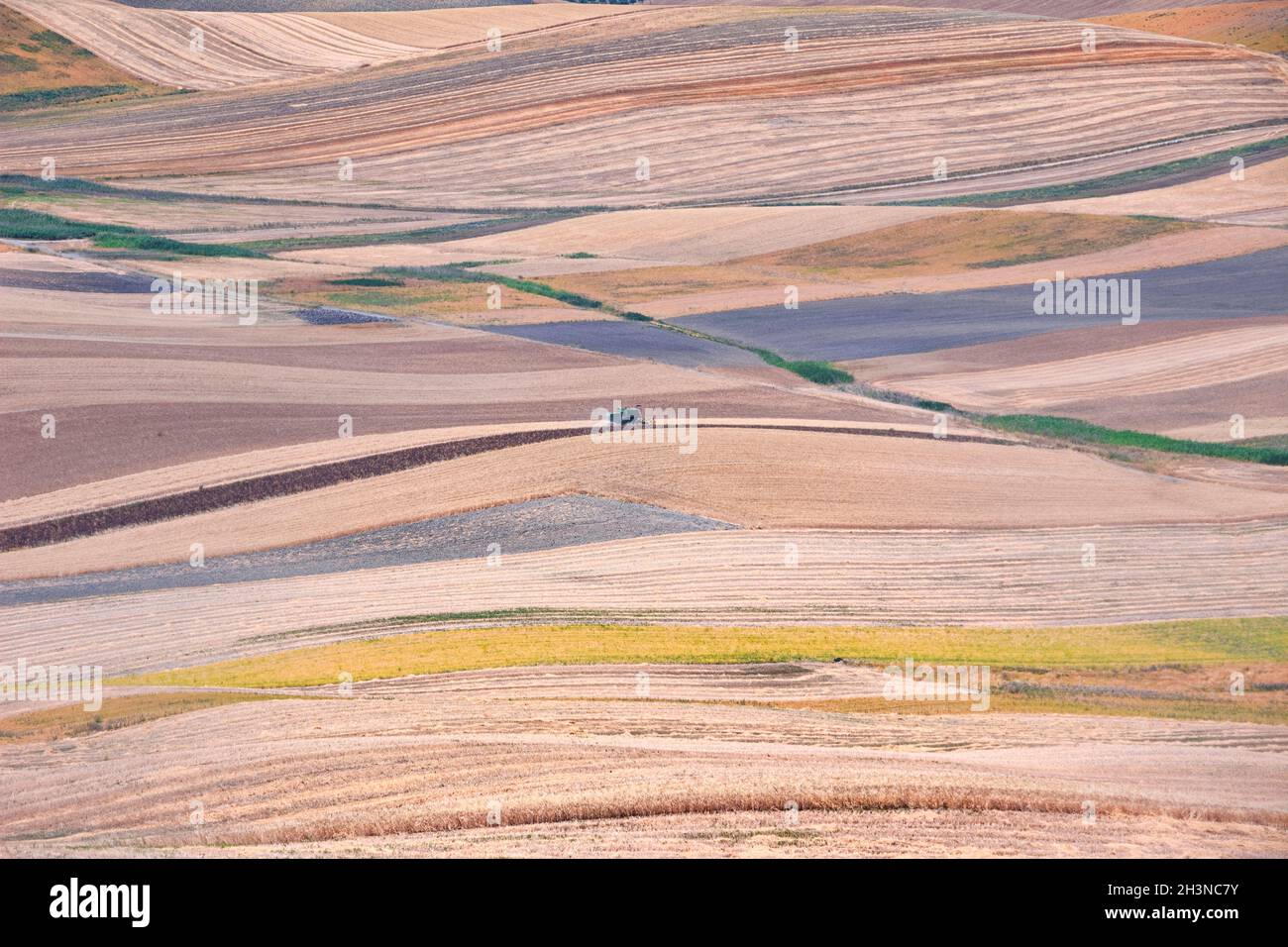 Typical rural landscape of Puglia in southern Italy: hills with harvested wheat fields. In the distance a thresher. Stock Photo