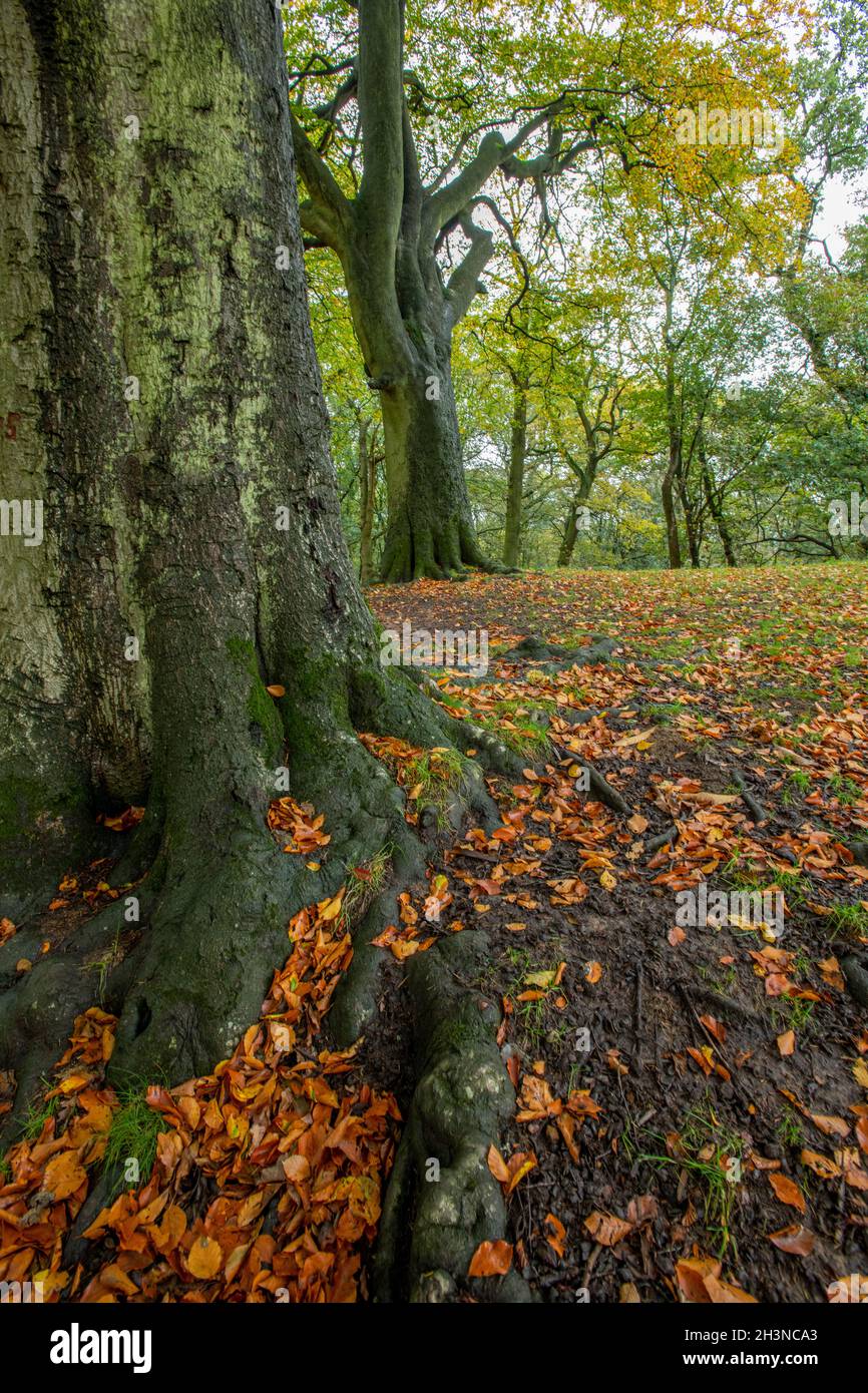 forest floor scattered carpeted with autumn leaves in a colourful seasonal display. autumn leaves on woodland floor, colourful autumnal seasonal leafy. Stock Photo