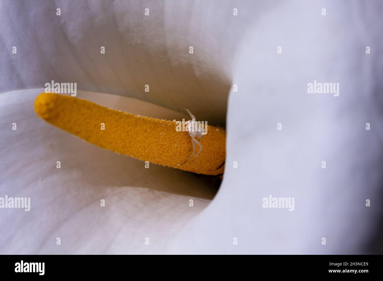 Small white spider waiting for its prey on the yellow stamen of Arum lily flower. Stock Photo