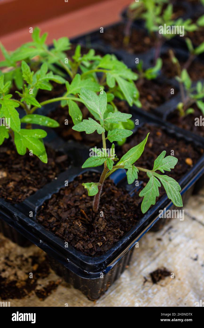 Tomato seedlings planted in compost in a seedling tray Stock Photo Alamy
