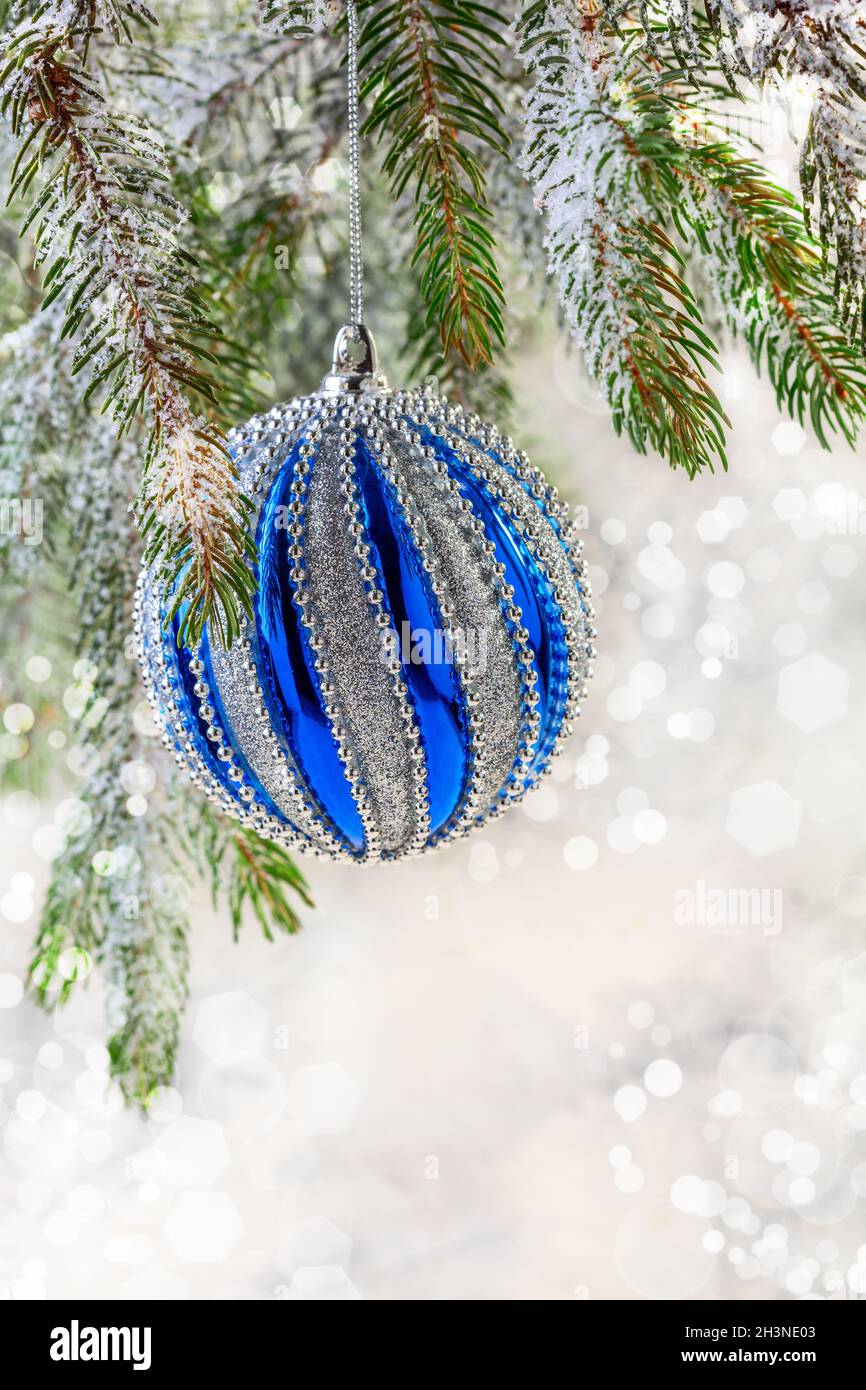 Christmas blue ball on a spruce branch. Stock Photo