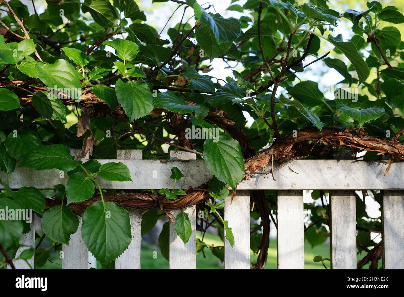 Climbing plants on fence hires stock photography and images Alamy