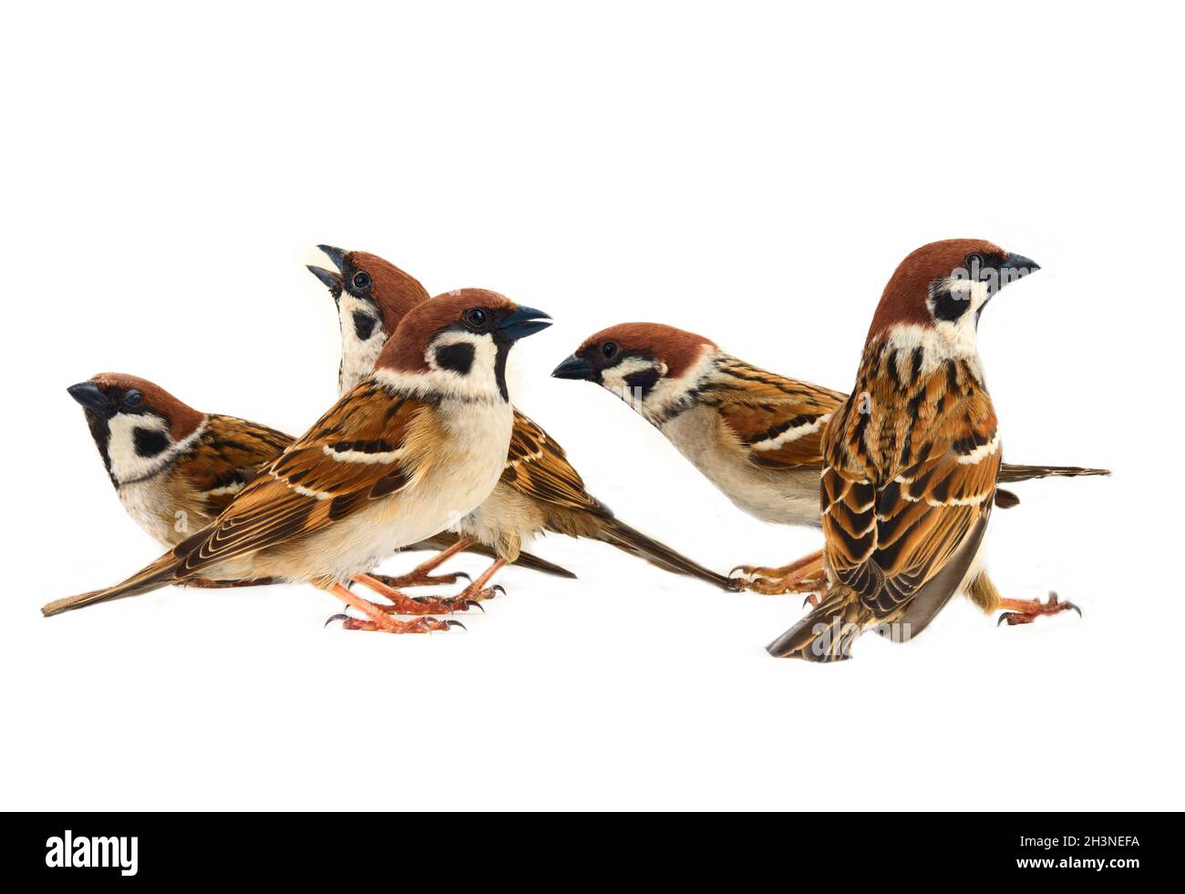 Flock of sparrows in dynamics isolated Stock Photo