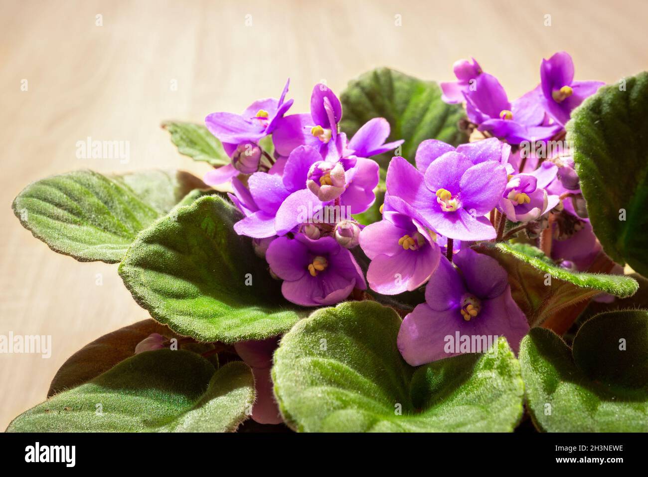 Close up of purple to violet colored flowers of African violets (Saintpaulia ionantha) Stock Photo