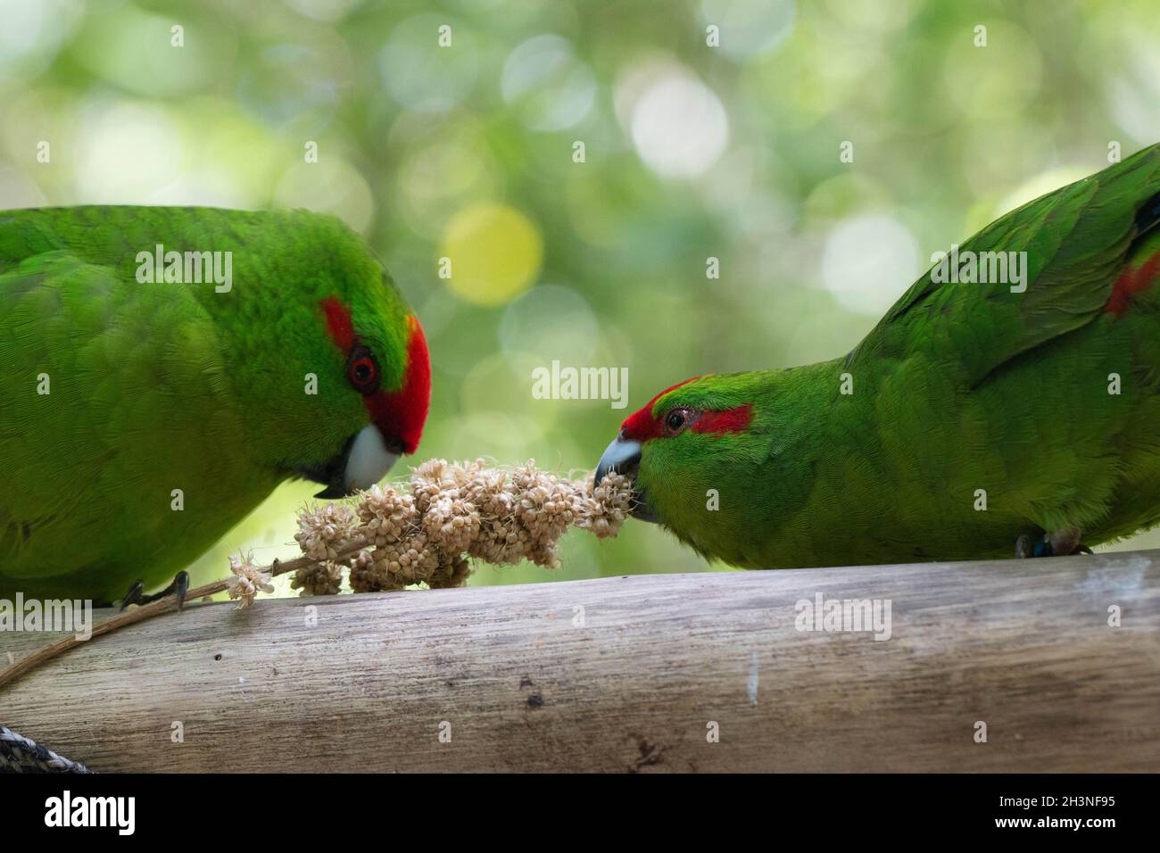a pair of red crowned parakeets (Kākāriki) sharing some millet at Zealandia, Wellington, New Zealand Stock Photo