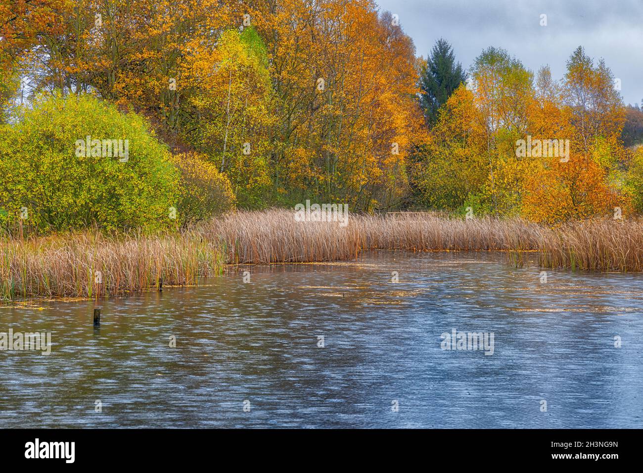 Autumn landscape November mood pond with rain Stock Photo