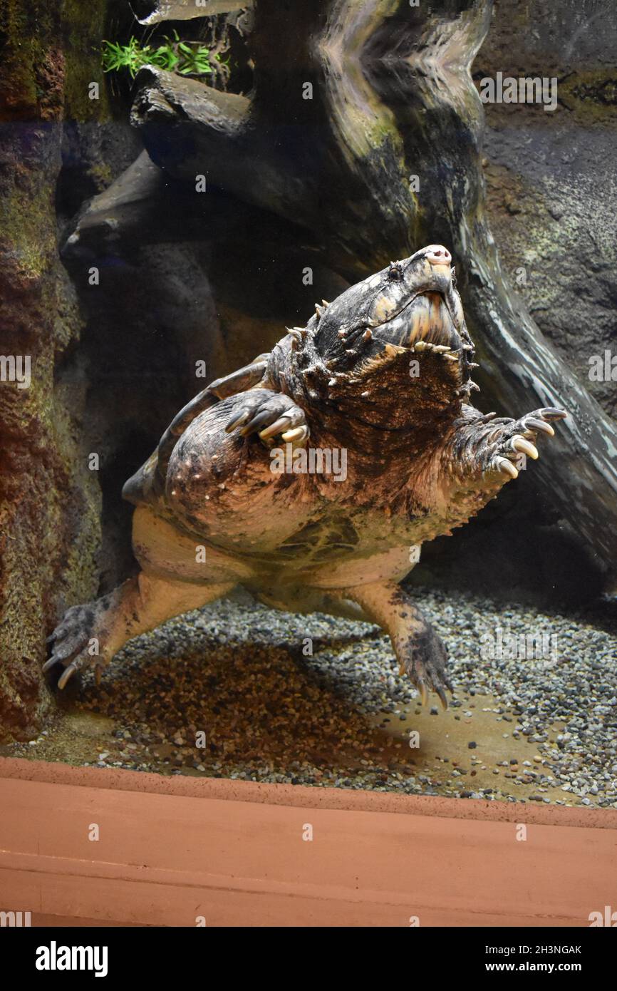 Alligator snapping turtle looking for its next meal at the zoo. Stock Photo