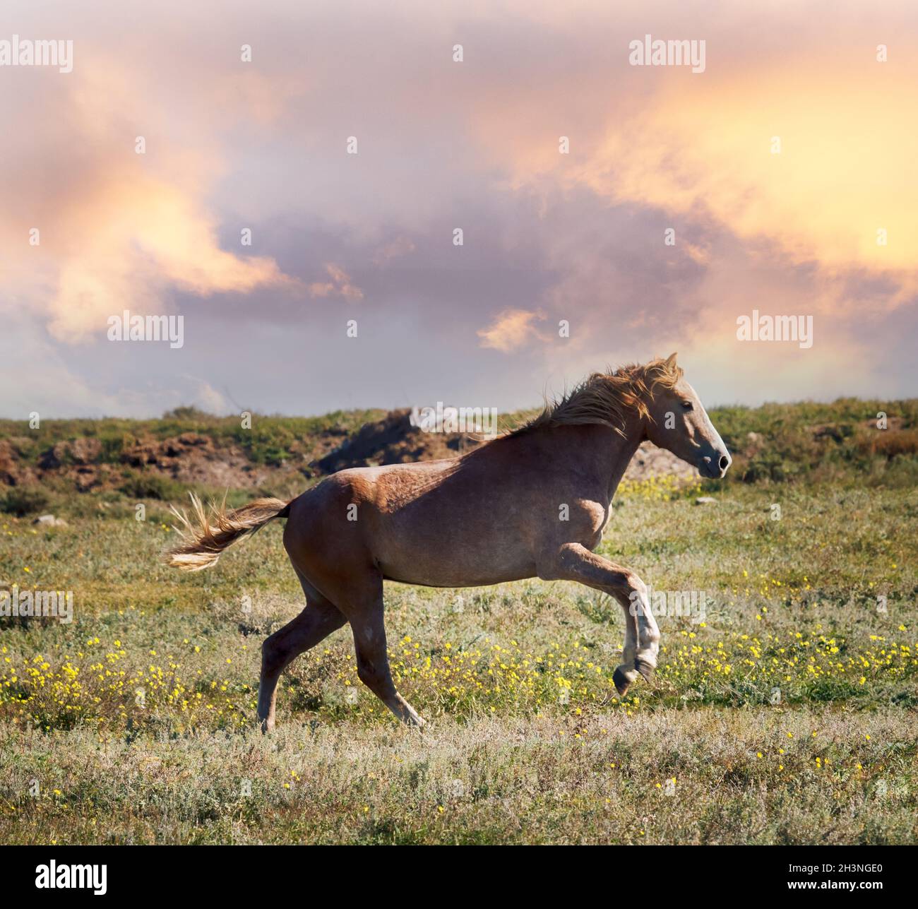 Steppe Tatar horses Stock Photo