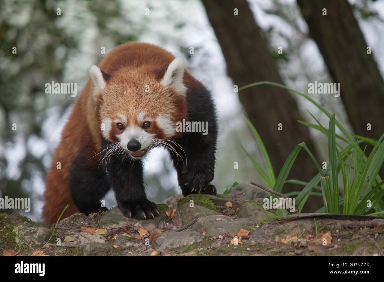 Closeup shot of a lesser panda in the wild Stock Photo - Alamy