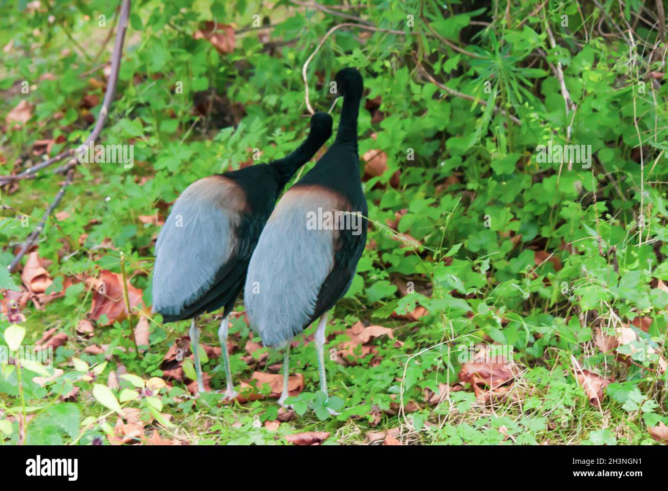 Closeup shot of the two Grey-winged trumpeters Stock Photo