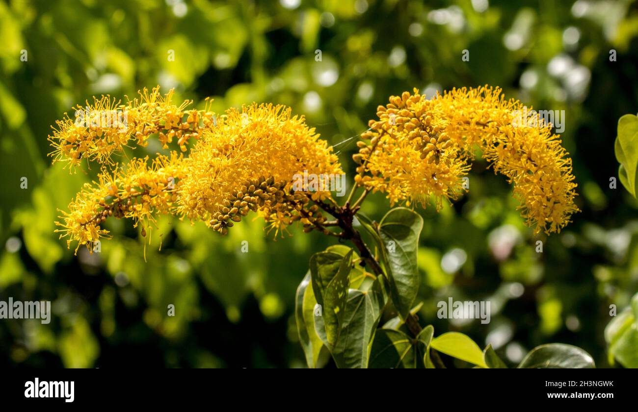 Clusters of stunning vivid yellow flowers of Barkyla syringifolia, unusual / rare Australian native tree, on background of green foliage Stock Photo