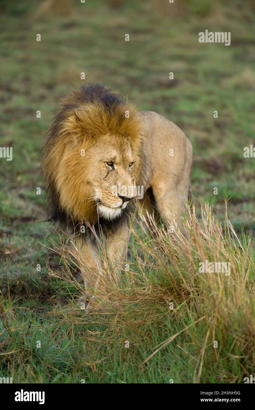 Male lion (panthera leo) standing looking in tall grass, Masai Mara, Kenya Stock Photo