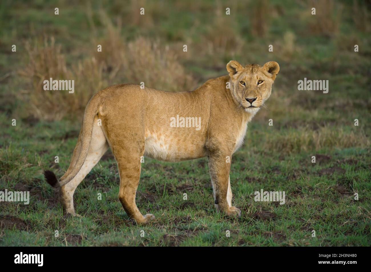 Female lion (Panthera leo) standing looking, Masai Mara, Kenya Stock Photo