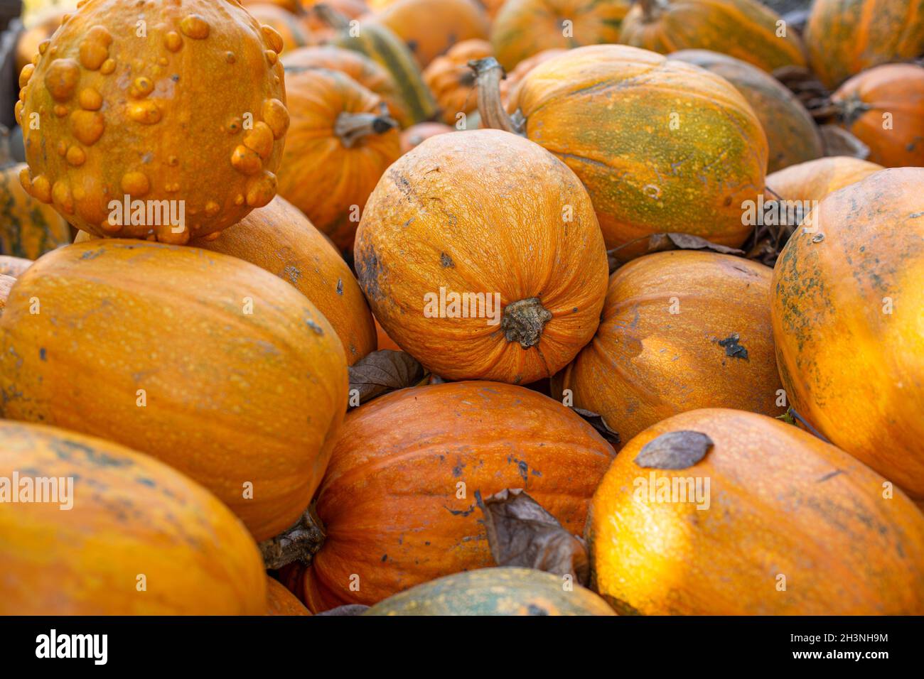 Autumn harvest of pumpkins Stock Photo - Alamy