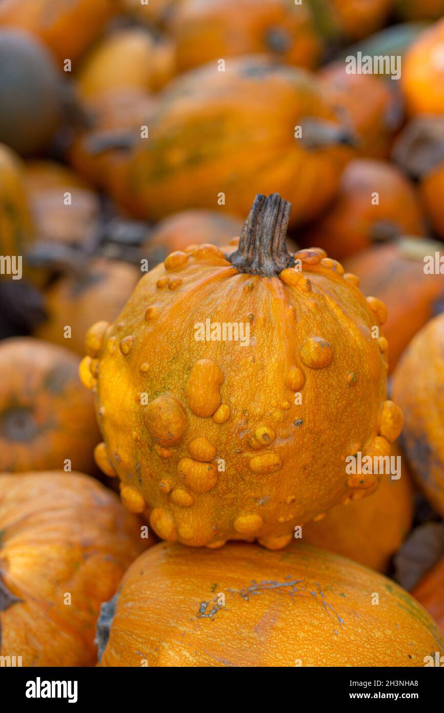 Autumn harvest of pumpkins. Stock Photo