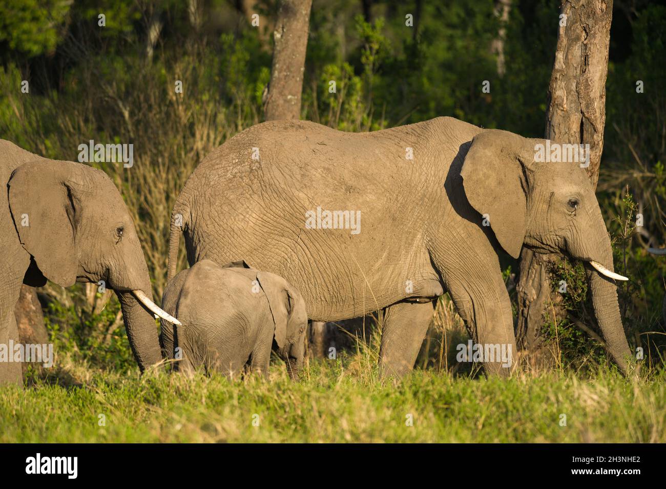 African bush elephants with juvenile Loxodonta africana) eating grass, Masai Mara National Reserve, Kenya, East Africa Stock Photo