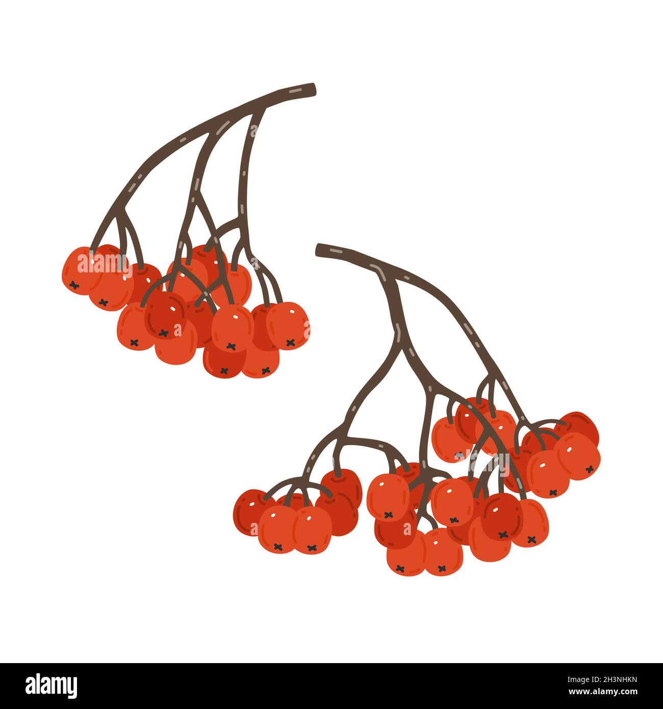 Rowan tree branches with red berries. Vector illustration Stock Vector