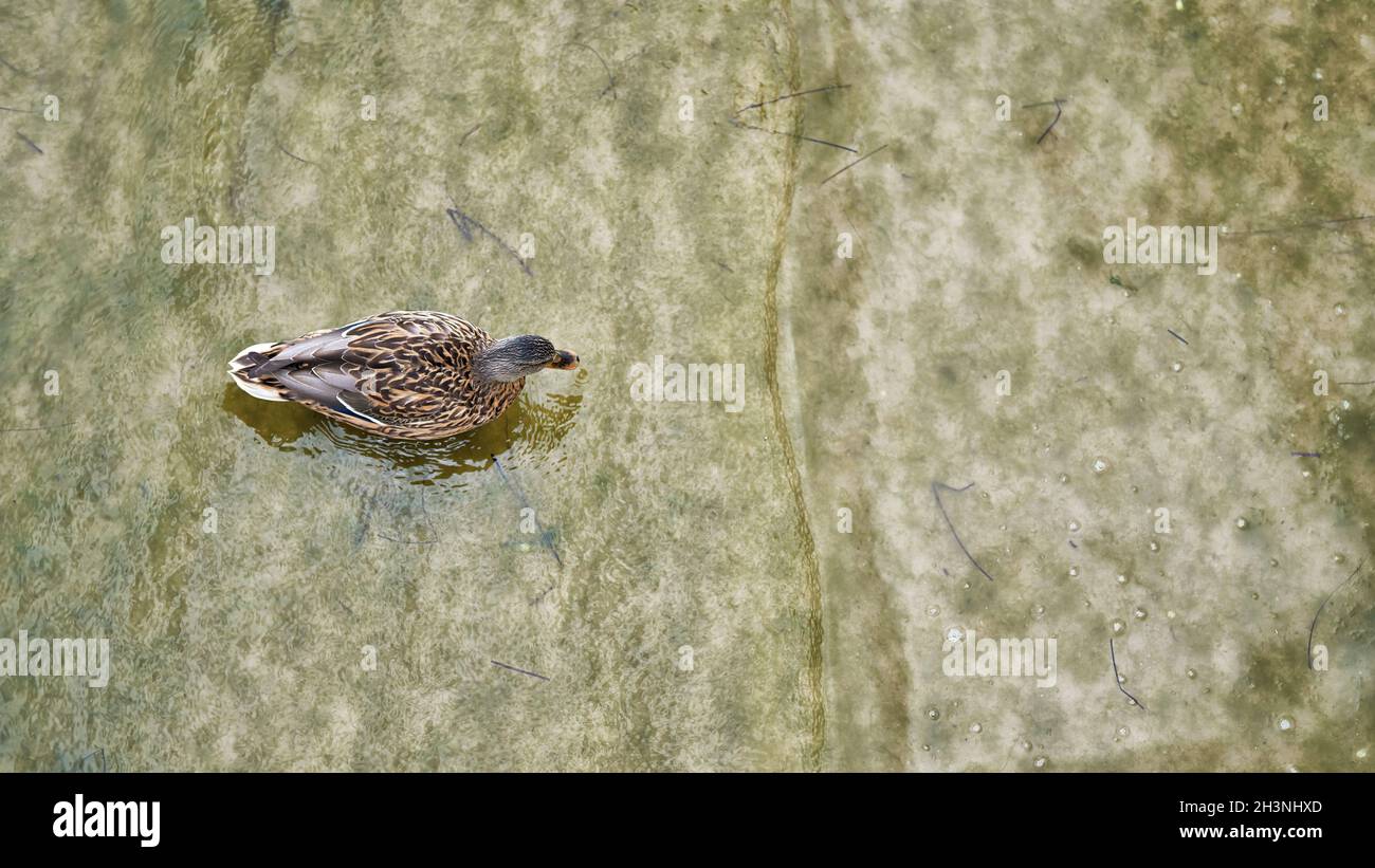 Aerial photo of a duck in water on the german Baltic coast Stock Photo