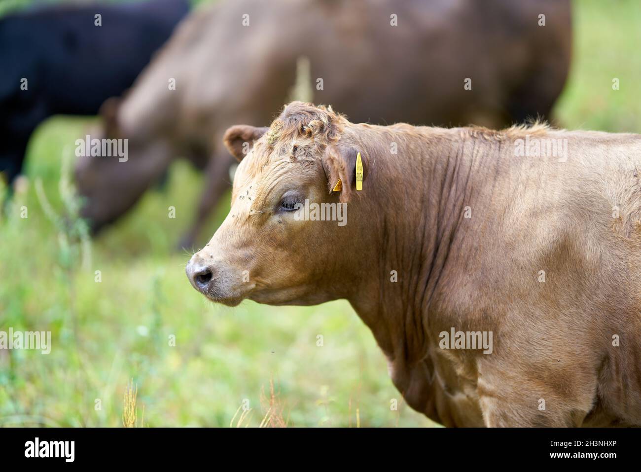 Cows on a meadow in Herrenkrug near Magdeburg used for landscape conservation Stock Photo