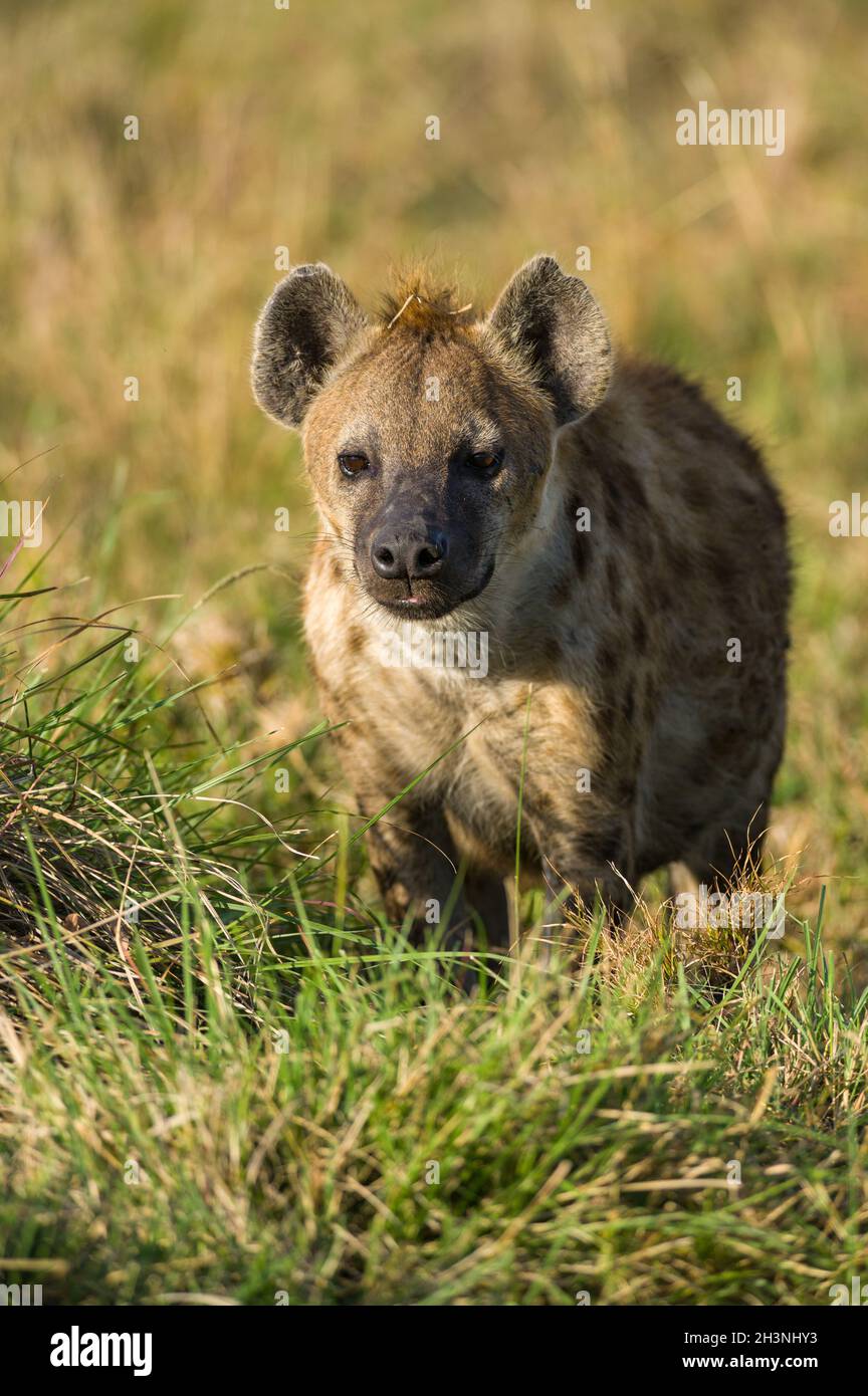 Spotted Hyena (Hyaenidae) standing in tall grass, Maasai Mara, Kenya Stock Photo