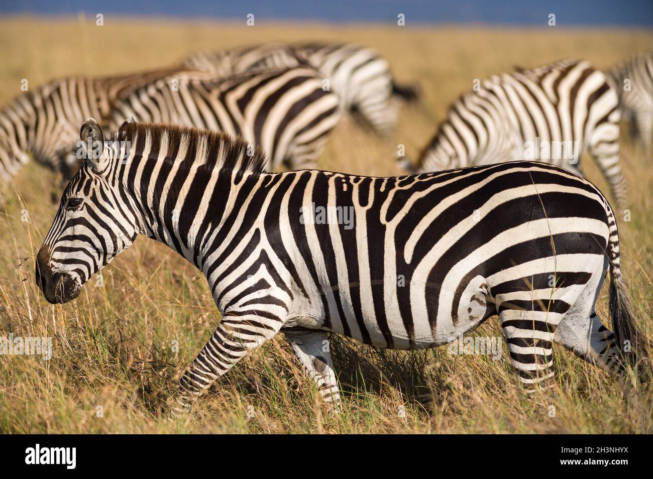 Herd of Plains zebra (Equus quagga) in open grass, Masai Mara, Kenya ...