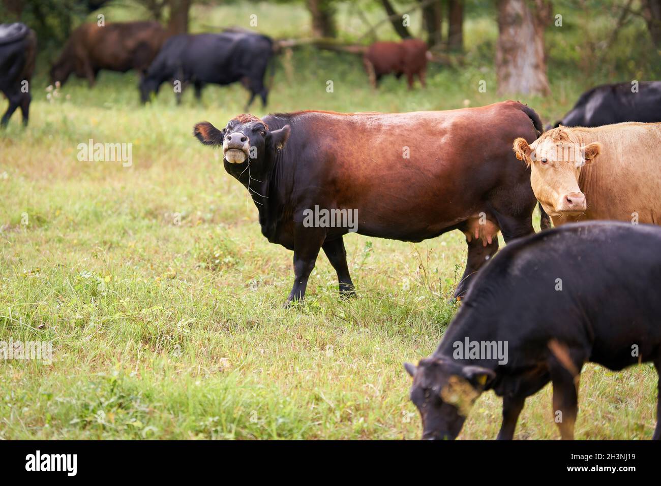 Cows on a meadow in Herrenkrug near Magdeburg used for landscape conservation Stock Photo