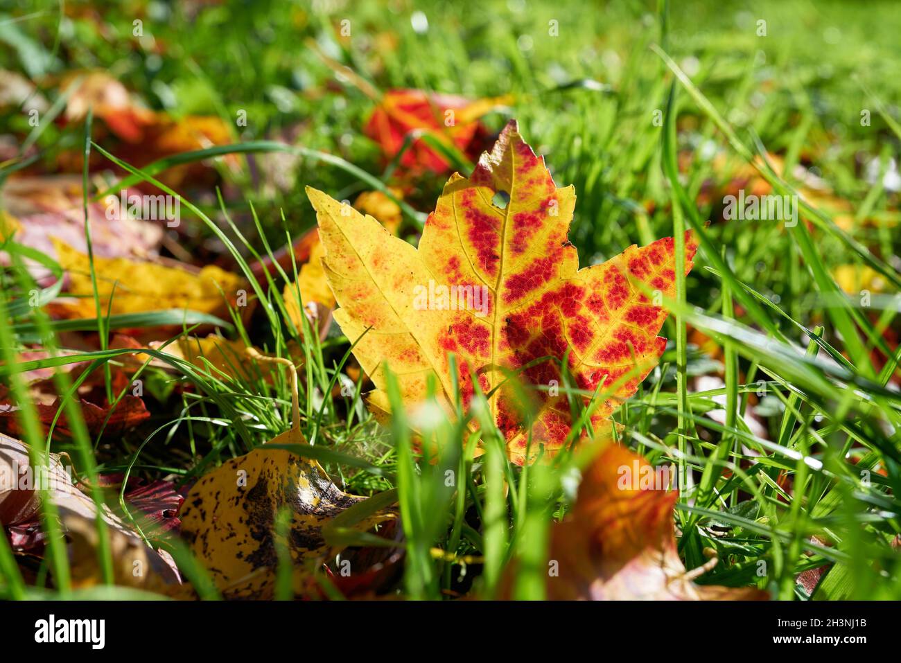 Maple leaf with colourful autumn colouring on a meadow Stock Photo