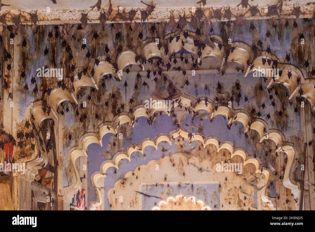 Pada Bat Rajasthan Bats predator hi-res stock photography and images - Alamy
