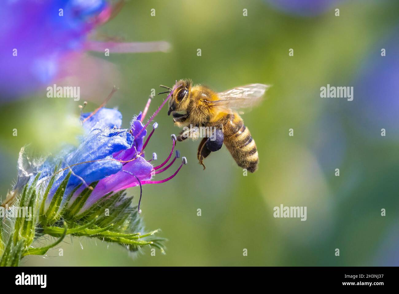 Pollination by bee hi-res stock photography and images - Alamy