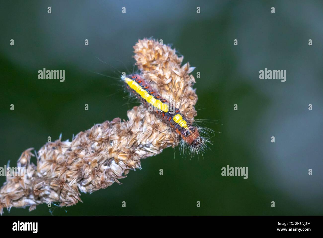 Closeup of a caterpillar of a grey dagger, Acronicta psi, moth crawling and eating in  forest Stock Photo