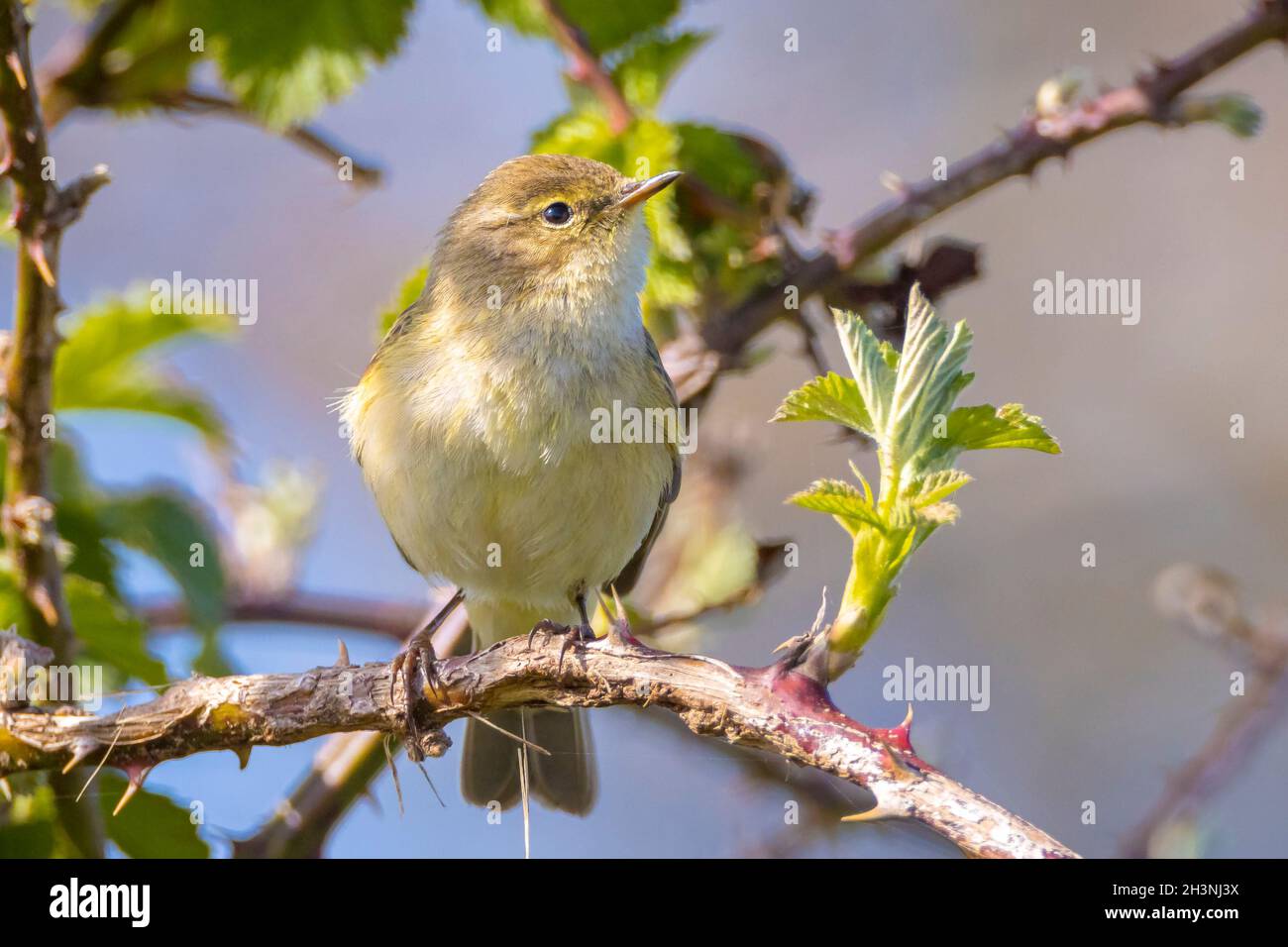 Close-up of a common chiffchaff bird Phylloscopus collybita, singing on a beautiful summer evening with soft backlight on a green vibrant background. Stock Photo