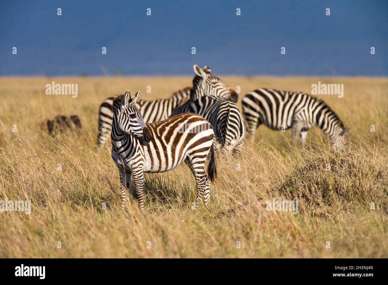 Herd of Plains zebra (Equus quagga) in open grass, Masai Mara, Kenya ...