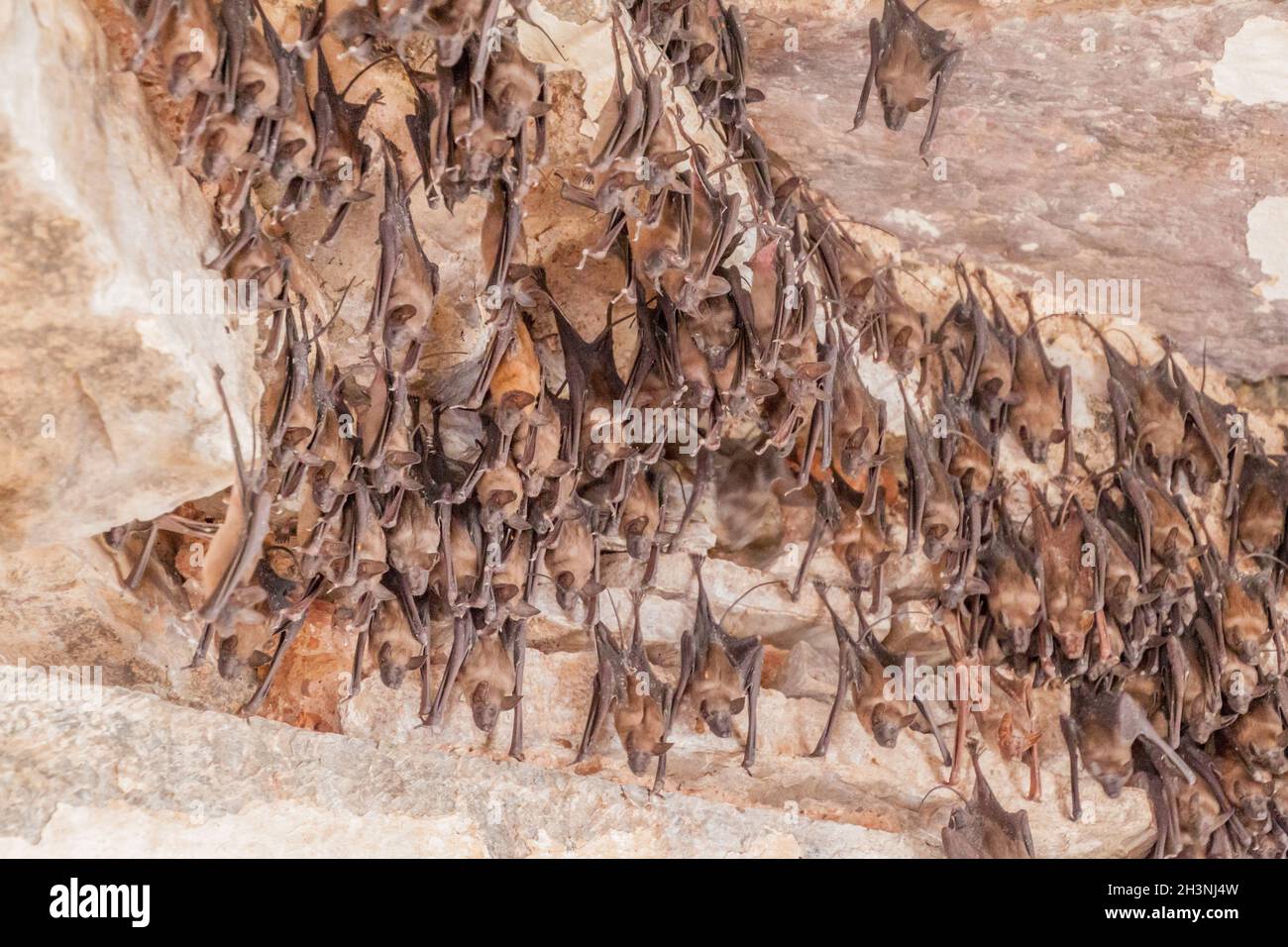Pada Bat Rajasthan Bats in Garh Palace in Bundi, Rajasthan state, India Stock Photo - Alamy