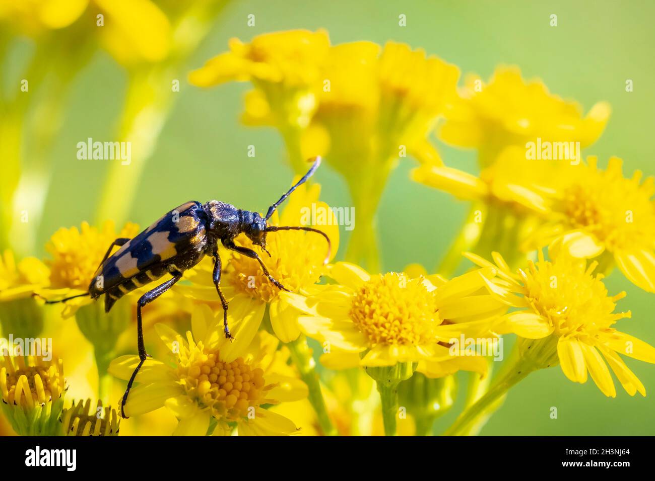 Leptura quadrifasciata, the longhorn beetle, walking yellow flowers. Stock Photo